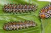 Melitaea didyma